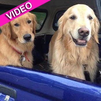 Aventura incredibila prin care au trecut doi caini. Povestea care bate orice film de la Hollywood