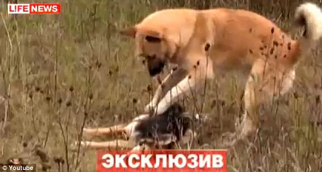 Gestul emotionant facut de un caine dupa ce partenera sa a fost ucisa de o masina. VIDEO