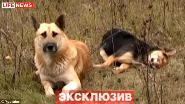 GEST INCREDIBIL: Un caine nu si-a parasit partenera care a murit! VIDEO