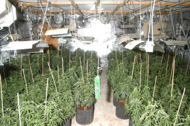 Caz dificil pentru politisti. Ce faceau doi batrani cu banii castigati din cultivarea de cannabis