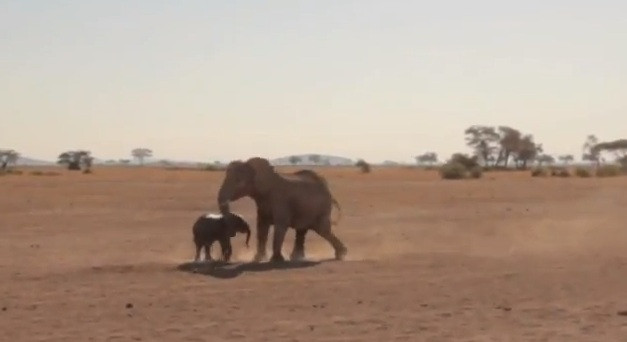 Un elefant cazut intr-un put, o mama disperata si un happy end cu lacrimi in ochi. VIDEO