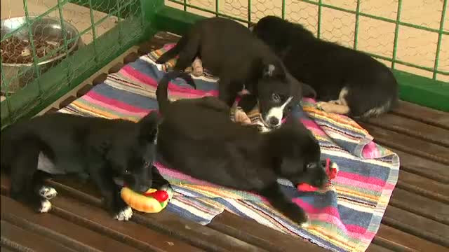 Transforma orice caine vagabond intr-un domn rasat, in o luna de zile, apoi il ofera spre adoptie