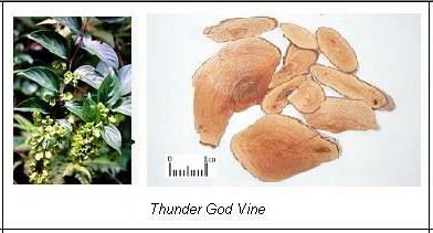 "MIRACOLUL" care te-ar scapa de CANCER in 40 de zile: "Este incredibil" Secretul de sute de ani: