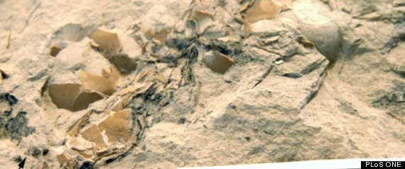 Descoperire extraordinara intr-o bucata de calcar din Spania. "Au peste 18 MILIOANE de ani"