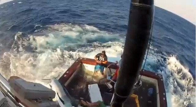 VIDEO. Momentul in care un peste spada de 270 de KILOGRAME sare in barca unor pescari australieni