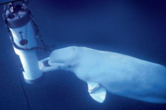 O balena a invatat sa vorbeasca pentru a contacta oamenii. Ce inregistrari au publicat cercetatorii