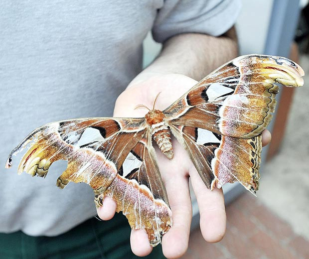 Un barbat din Marea Britanie a descoperit o molie uriasa in gradina lui. FOTO