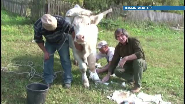 Caz unic in Romania: vaca salvata de la abator, de un medic veterinar care i-a pus piciorul in ghips