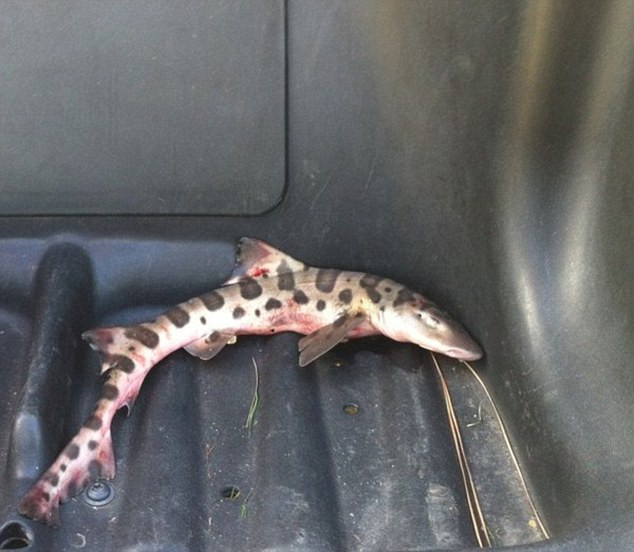 Intalnire neasteptata pe un teren de golf. Au dat nas in nas cu un rechin