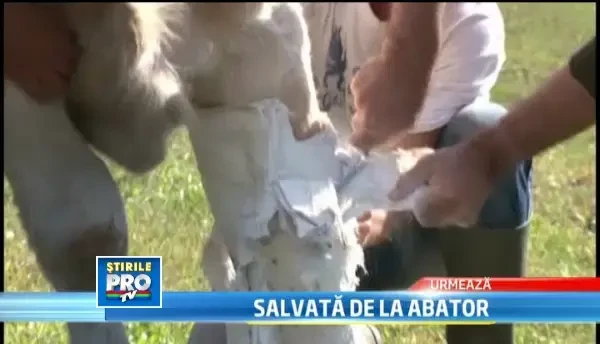 Mie silueta imi permite sa nu ocup 3 locuri in avion. Cearta intre EBA si Daciana Sarbu pe Twitter