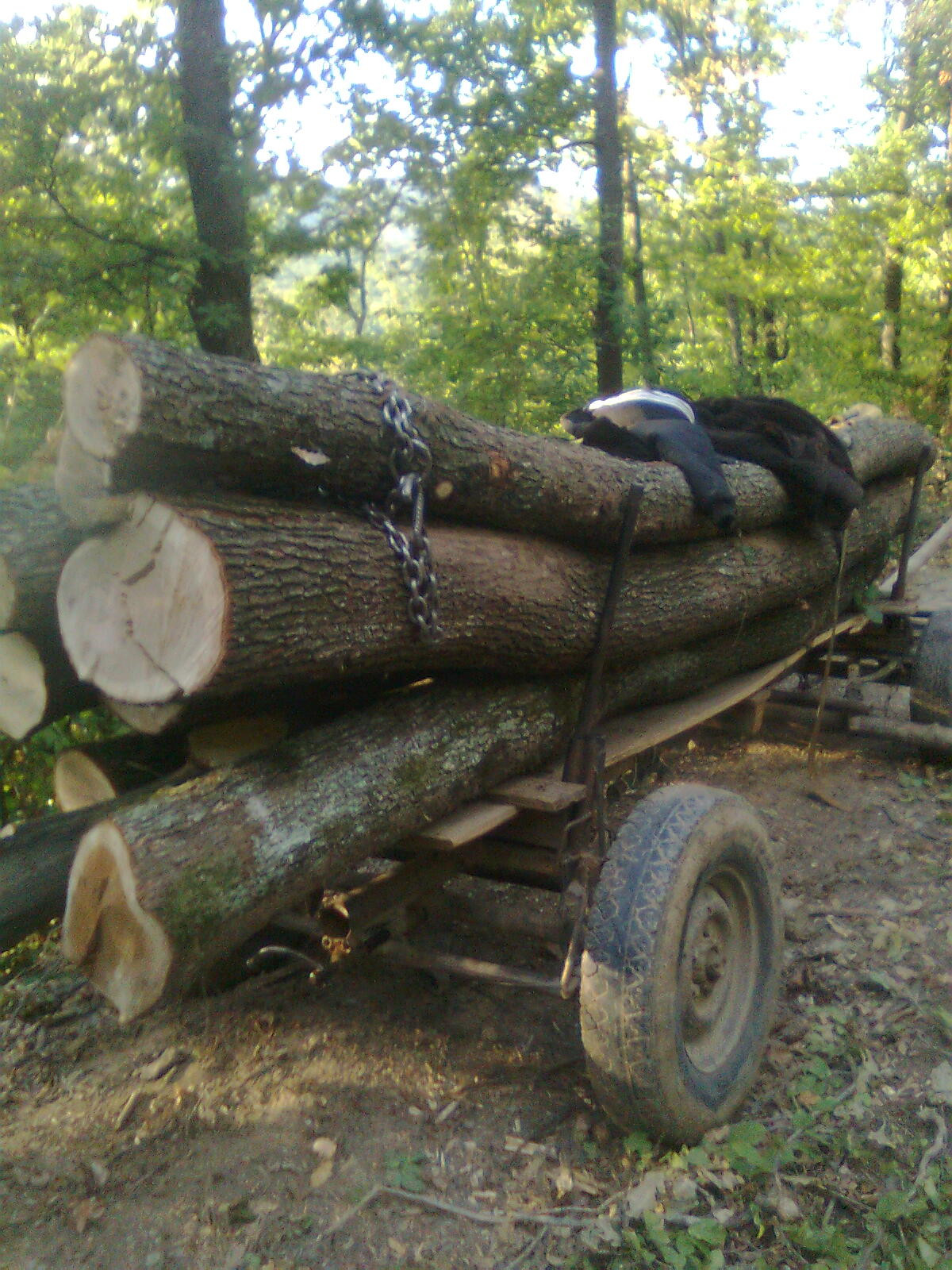 Padurarul taia ilegal padurea. Vezi cat ar fi castigat daca nu era prins