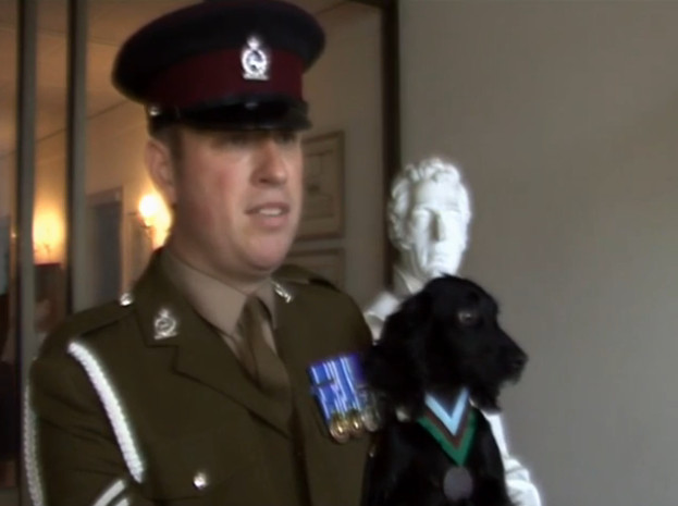 Cea mai importanta decoratie, acordata unui caine din Armata Americana, care a murit de tristete