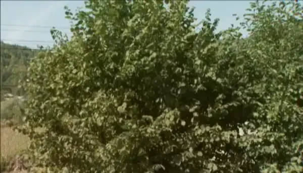 In culisele contrabandei cu tigari, partea III: Cum arata drumul ilegal de la granita pana la taraba