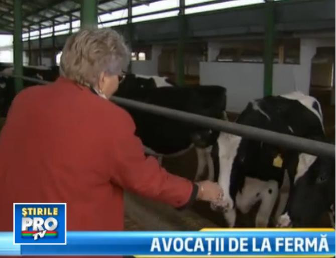 Situatie neobisnuita la o ferma de vaci. 1.000 de animale, in grija unei firme de insolventa