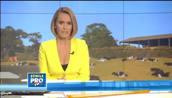 O ferma de vaci, preluata de o firma de insolventa. Angajatii, din biroul luxos direct la coada vacii