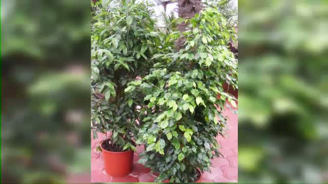 Atentie la plantele ornamentale din locuinta! Pot fi extrem de periculoase pentru copii sau animale