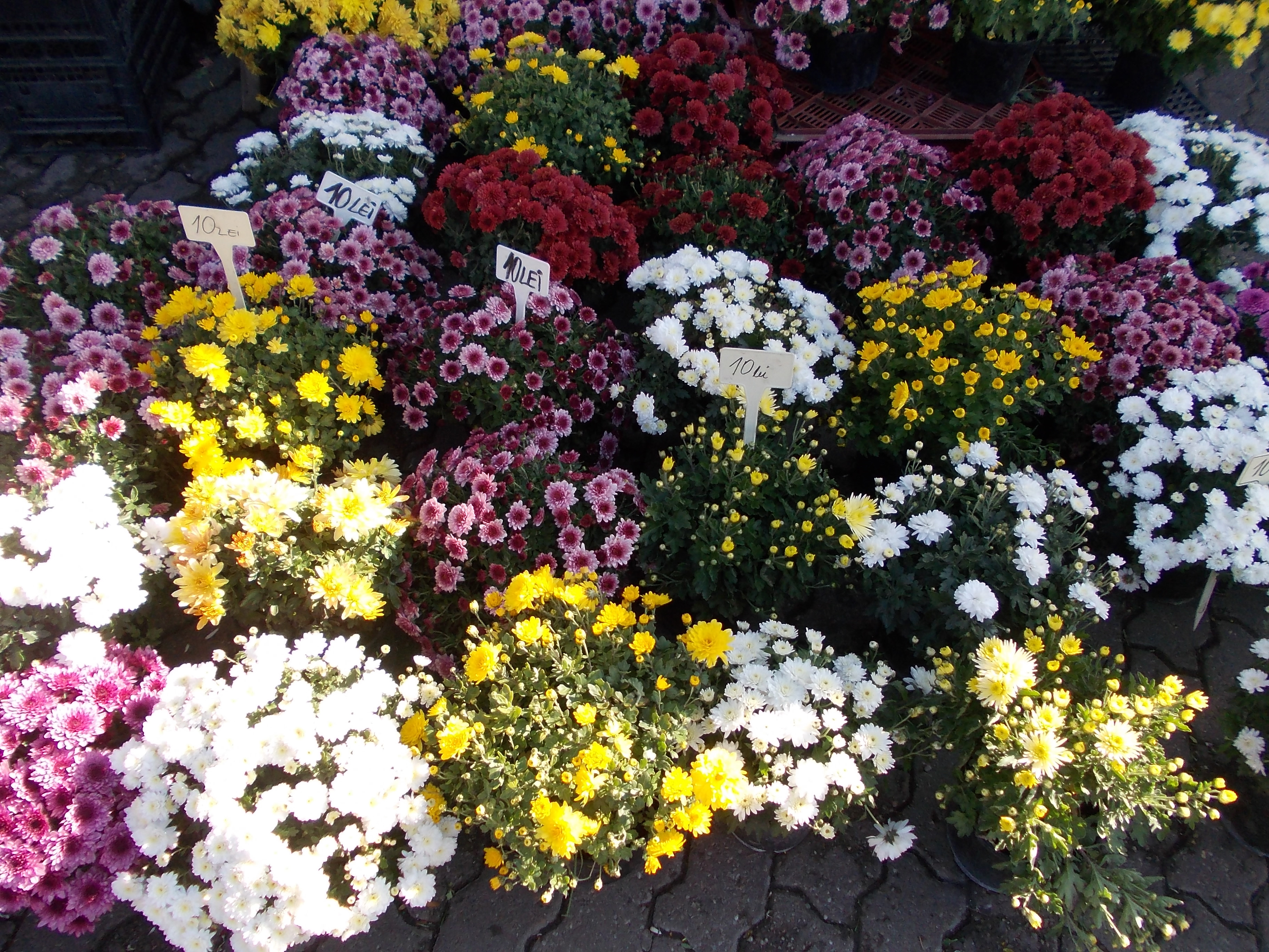 MESAJE 8 MARTIE. Ce URARI de 8 Martie puteti sa le faceti femeilor din viata voastra