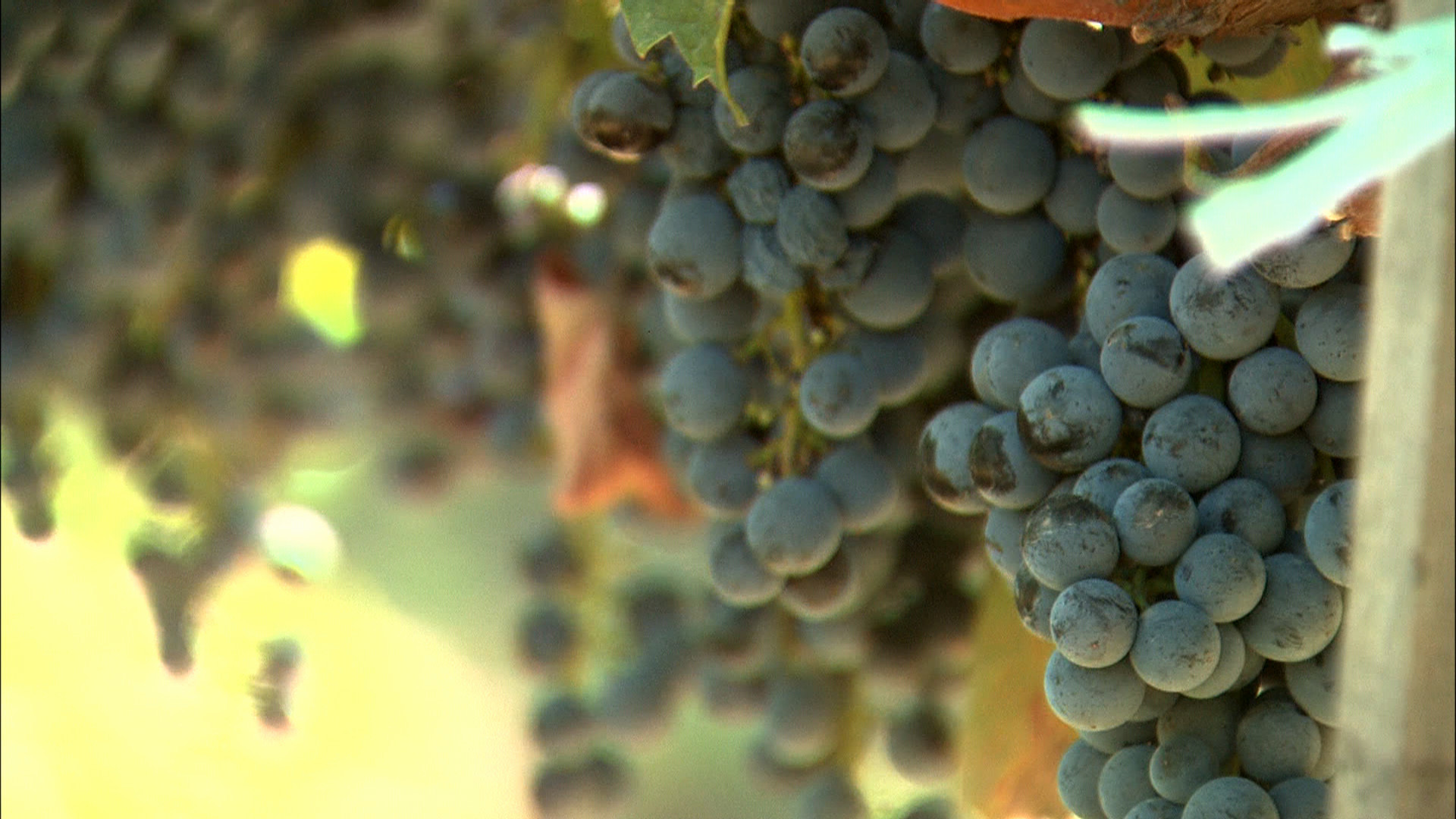 Ascensiunea vinului romanesc si cine investeste in podgorii. Un reportaj realizat de Alex Dima