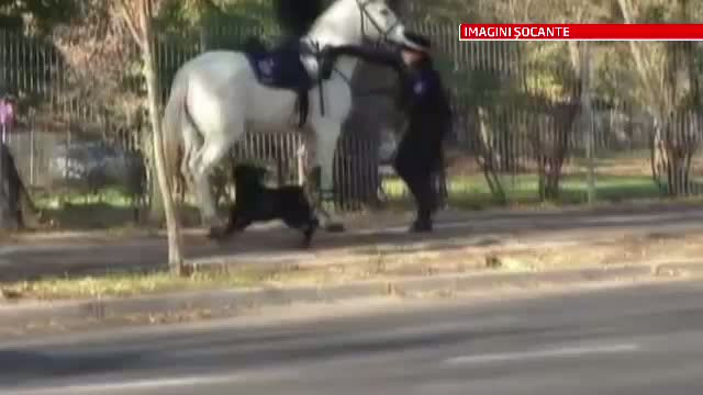 VIDEO. Proprietarul rottweiler-ului care a atacat echipajele calare din Capitala risca dosar penal