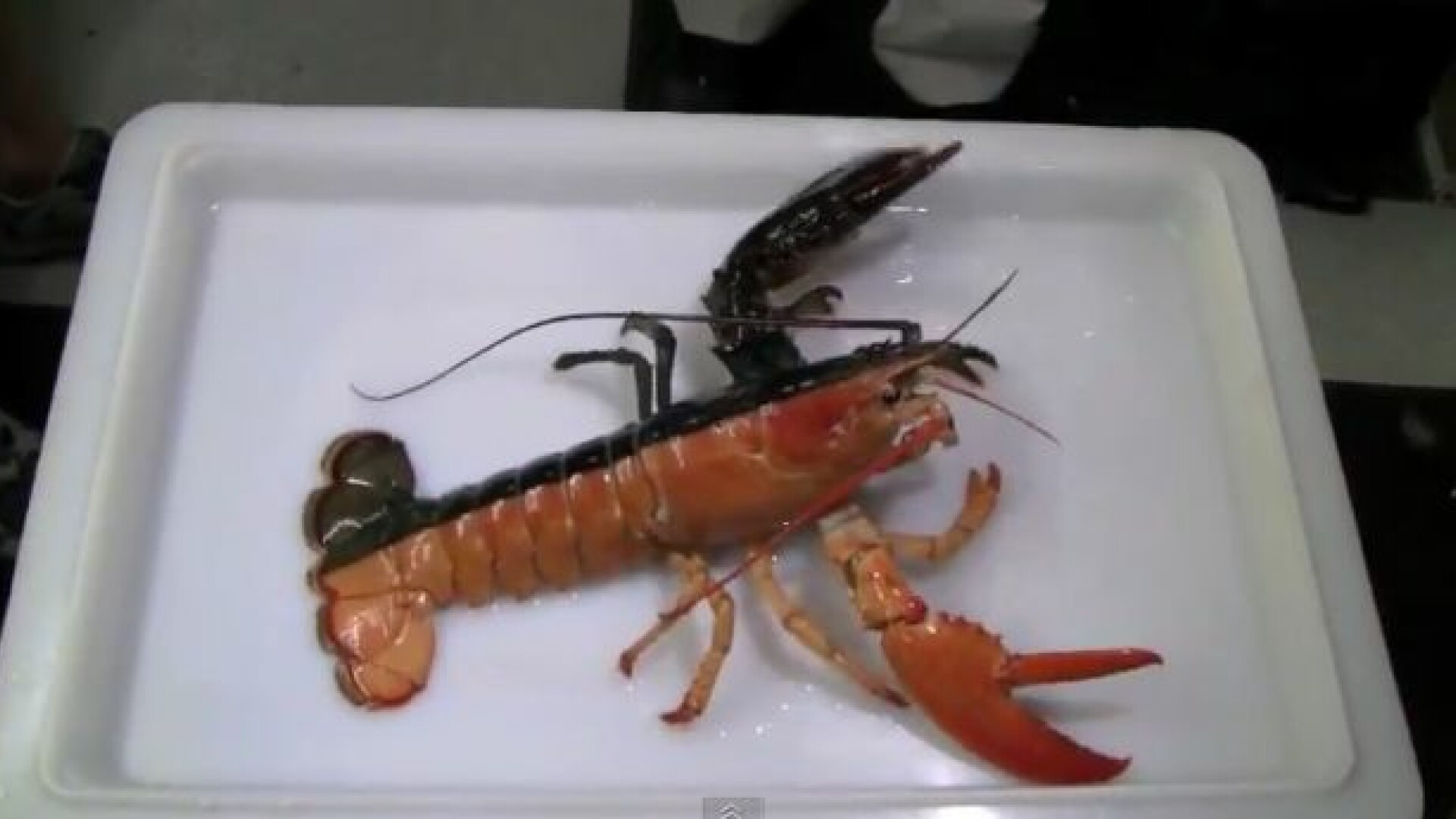 O pastila cu extras din homari ar putea fi secretul pentru o viata mai lunga. Efectele sunt deja vizibile pe soareci