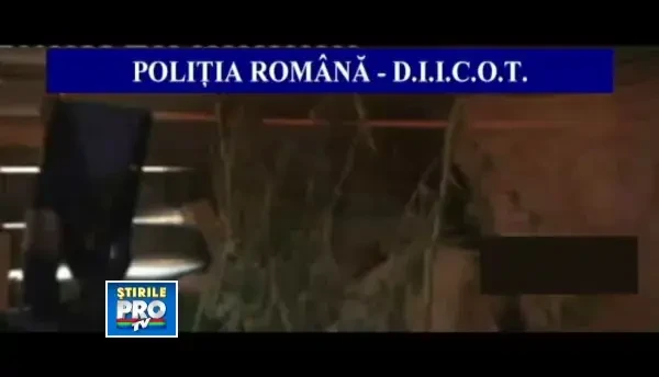 Plantatie de cannabis intr-o gradina din judetul Timis. Politistii au gasit 12 kilograme de