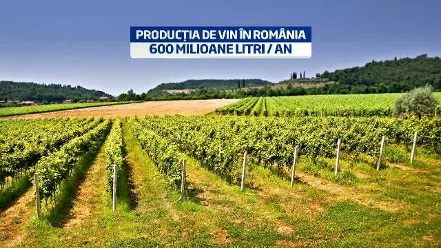 Patria vinului: de la Burebista si viile arse pana la Murfatlar. Primul reportaj din crama guvernatorului Mugur Isarescu