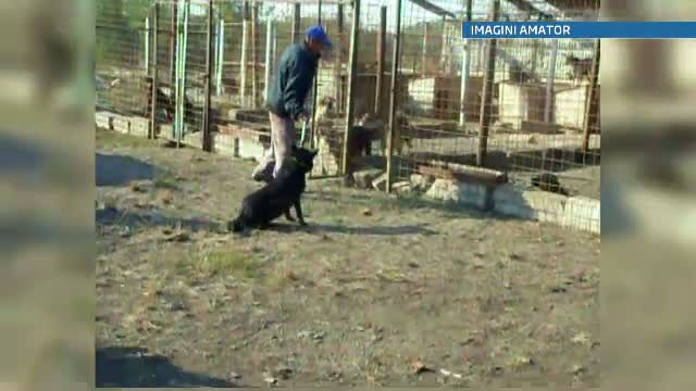 Cainii comunitari din Pascani au ajuns sa se manance intre ei. Solutia primarului pentru problema