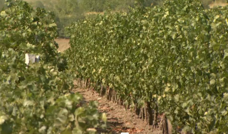 Patria vinului, partea 1: Via si vinul au atras tot ce se putea din fondurile europene. Primul reportaj din crama guvernatorului Mugur Isarescu