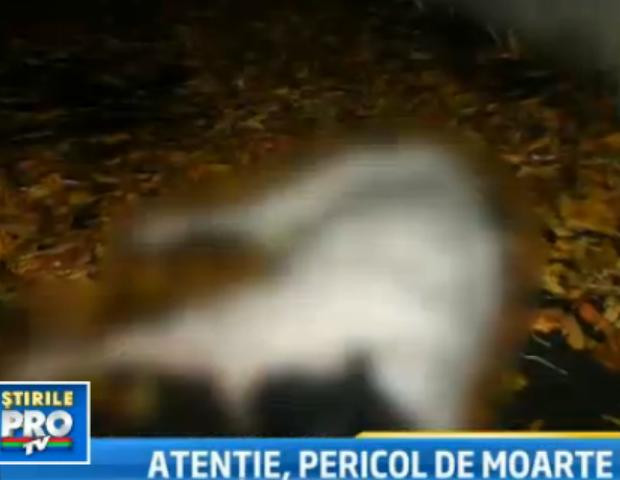 IMAGINI SOCANTE. Zeci de caini au murit, dupa ce au fost otraviti cu mezeluri in Capitala