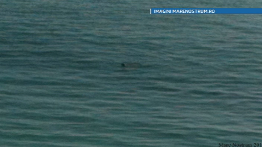 Aparitie uluitoare in Marea Neagra. A fost vazuta ultima data in urma cu peste 43 de ani