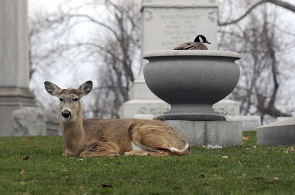 Forest Lawn, Los Angeles, SUA