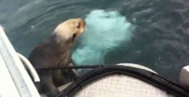 Imagini dramatice. O vidra fuge de o balena ucigasa, dar nu-si mai poate salva puiul. VIDEO