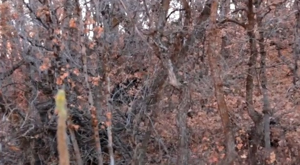 Creatura ciudata pe care a fotografiat-o fara sa stie intr-o padure din Marea Britanie. FOTO