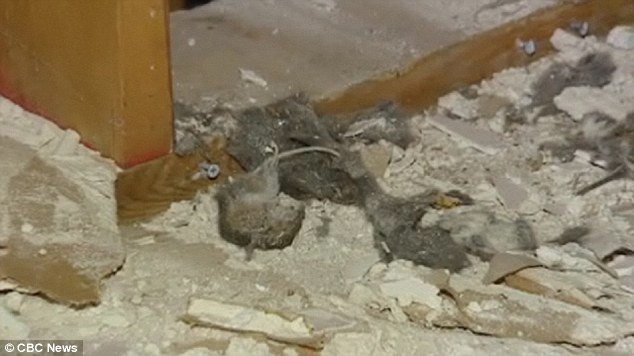 A platit 1 milion de dolari pentru locuinta visurilor ei, dar nu poate sa stea aici. Ce a descoperit