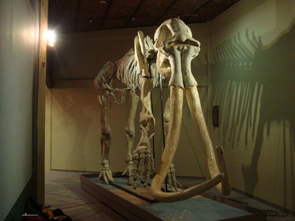 Un schelet de mamut, descoperit in apropiere de Paris. Cercetatori: "Ar putea avea 200.000 de ani"