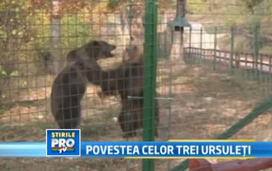 Au schimbat cusca de 15 metri patrati pe 9 hectare de padure. Sansa la libertate pentru 3 ursuleti