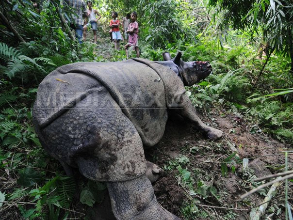 Cea mai dura pedeapsa din Africa de Sud pentru un traficant de coarne de rinoce