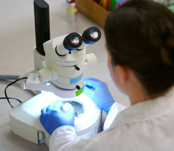 Cel mai bizar organ sexual din lume. Cercetatori: "Este urat si distructiv. Arata foarte ciudat"