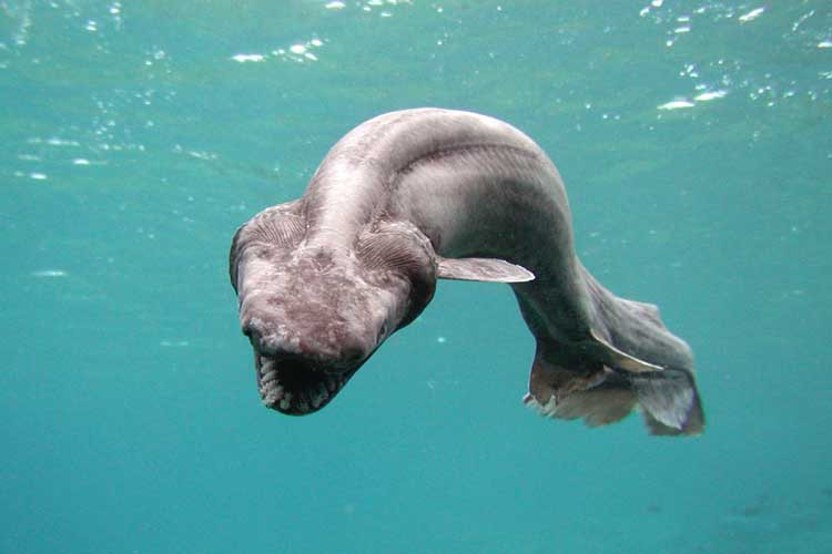 Au inlemnit cand au vazut ce prinsesera in undita."Parca era un monstru marin din filmele de groaza"