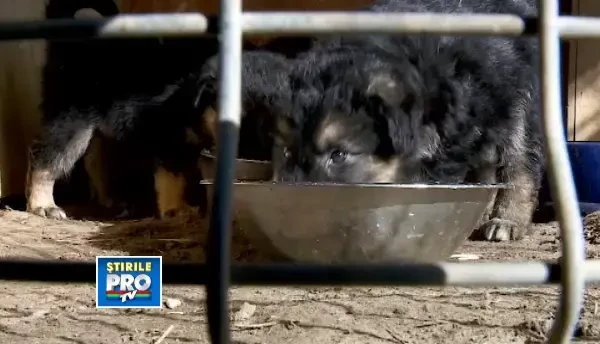 Au fost gasiti pe strazile din Cluj, lihniti de foame. Acum, sunt la mila oamenilor