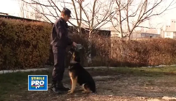 Cei sapte magnifici sunt mereu la datorie. Ei aplaneaza orice conflict de pe strazile Clujului