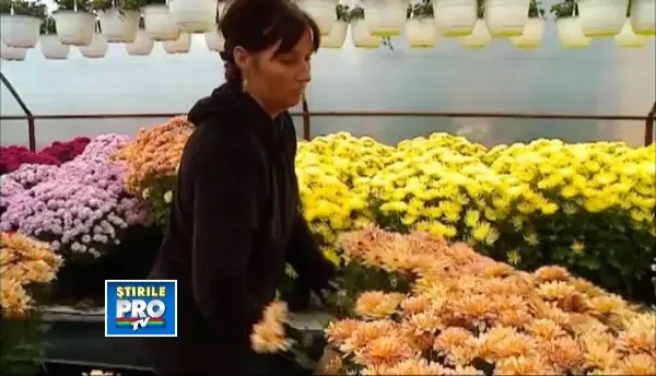 Situatie alarmanta in randul producatorilor de flori din Mures
