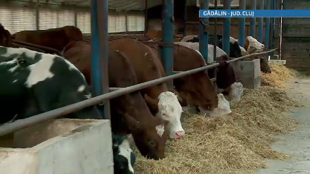 Doar asociatiile mai stau intre fermieri si FALIMENT. "O sa vindem animalele ca sa nu punem lacatul"
