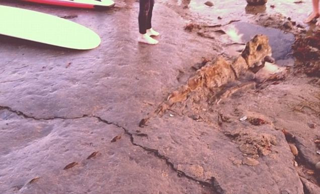 'Am vazut un dinozaur' Surferii din California sunt socati. Descoperirea veche de 5 milioane de ani