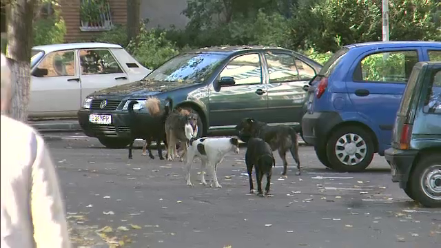 Pagube de mii de euro provocate de caini masinilor.Ce sanse au posesorii auto in fata asiguratorilor