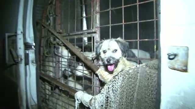 Angajatii unei firme care a strans maidanezii din Botosani, acuzati ca pregateau un macel