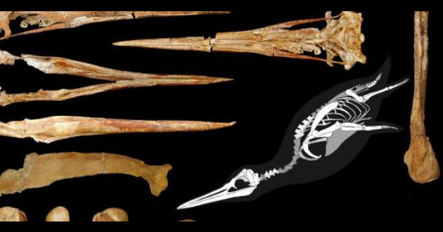 Un pinguin de doi metri inaltime a fost descoperit in Antarctica. Fosilele au 34 de milioane de ani