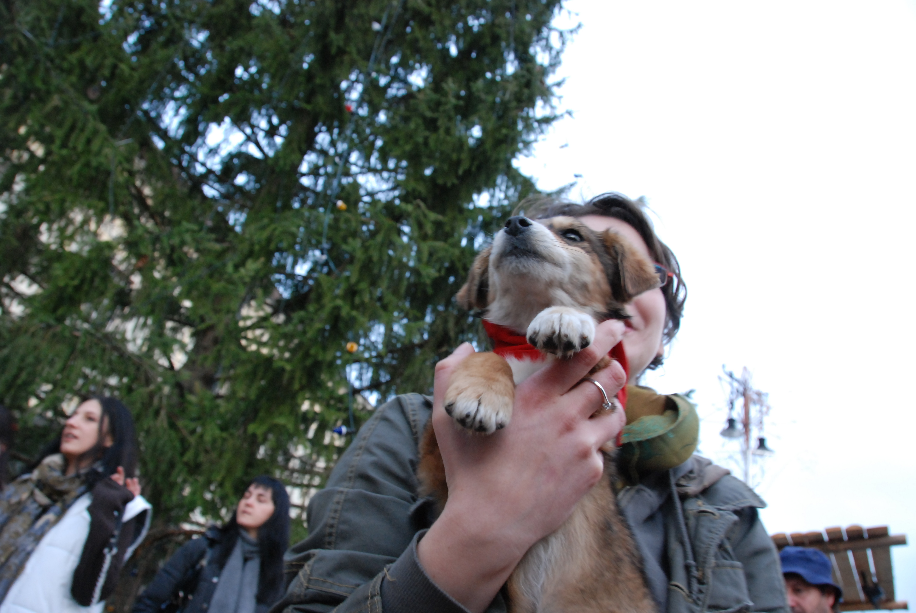 Bucurie de Craciun. Campanii de adoptii de caini la Targul de Craciun din Sibiu
