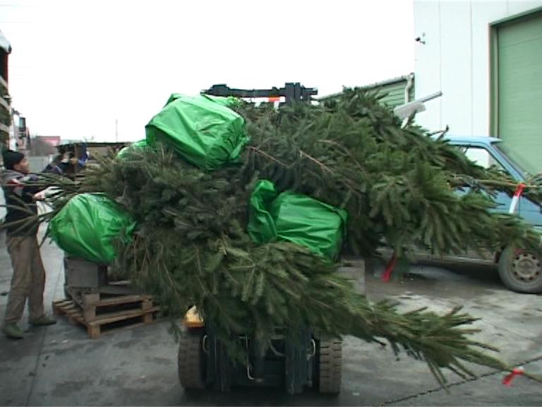 Primii brazi de Craciun din import au fost confiscati de autoritati imediat ce au trecut granita