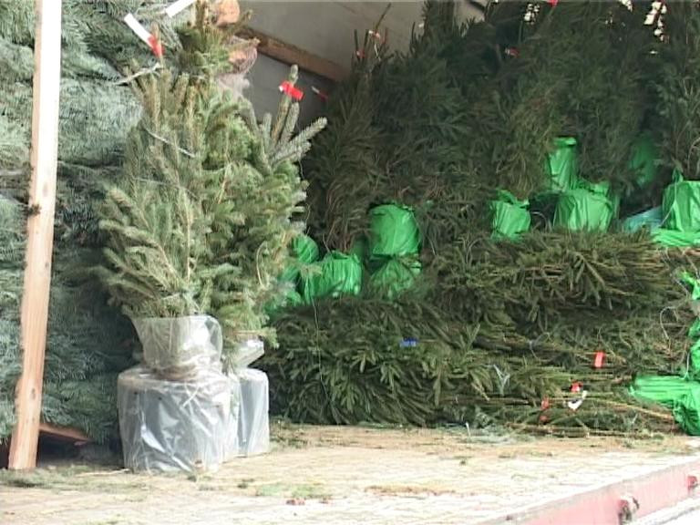 420 pomi de Craciun confiscati de politistii din Cluj